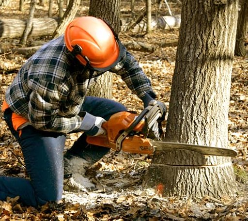 Tree Removal in D Hanis, TX